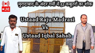 मुरादाबाद के अंदर गर्मी में 51 कबूतरों का शोक || Ustaad Raju Madrasi Vs Ustaad Iqbal Sahab