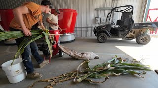 Preparing for Harvest