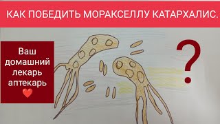 МОРАКСЕЛЛА КАТАРХАЛИС НЕПОБЕДИМА?