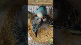 Budgies | Love birds