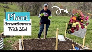 Planting Strawflowers & Installing Horizontal Netting! 🌸