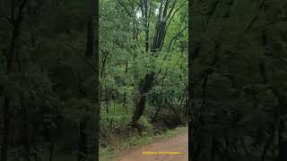 Monsoon Ride In Debrigarh Wildlife Sanctuary # Forest # Nature # Wildgrass Entertainment # Shorts