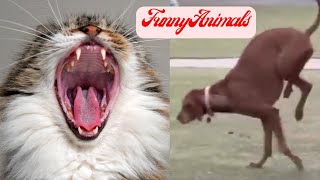 Best Funny Animals 😂 Funniest Cats and Dogs Videos 😺🐶