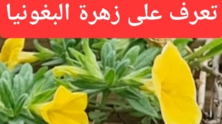 تعرف على زهرة البغونيا و طرق الاحتفاظ بها 🌼 🌸 🌻