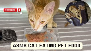 Cats Eating WHISKAS Cat Food ASMR #WHISKAS #asmr #catasmr