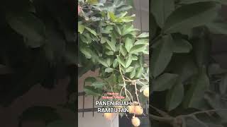 PANEN BUAH RAMBUTAN