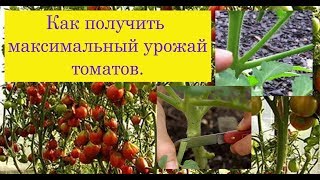 Как получить максимальный урожай томатов. Сад и огород выпуск 224