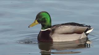 Mallards during mating season Stockenten während der Paarungs-Saison