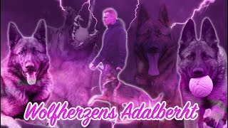 Wolfherzen's Adalberht GSD Dog Schutzhund IPO Training Obedience Short Clip