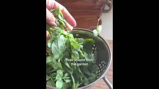 PEAS SHOOTS, PUMPKIN & SHRIMP in Coconut Milk | Garden to Table | Harvest Menu | Easy Recipes