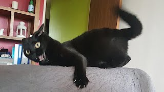 FUNNY CATS are the perfect mood booster 😂 Best FUNNY CAT videos 2024