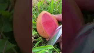 😱😈 Oddly Satisfying Farm Fresh Ninja Fruit Attack! 🍓🍒🍏 Juicy Fruit Ninja Eating ASMR 🥭🍎🍇🍉 �