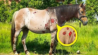 Un Fermier Remarque Des Taches Étranges Sur Son Cheval. Le Vétérinaire Découvre L’Impensable