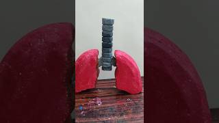 Lungs model in thermocol