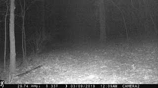 bobcat 1 minute after deer