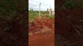 How Rural Vastland looks like and how locals are making use of it in a Village  Ruiru Kiambu County