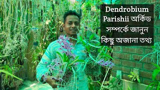 Dendrobium Parishii Orchid:How to grow প্যারিশি অর্কিডের যত্ন#dendrobium#care@SandipOrchid