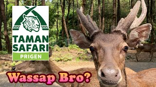 TAMAN SAFARI PRIGEN Tempat Wisata 350 Hektar! Lihat Kangguru Wallaby dan Atraksi Lumba Lumba