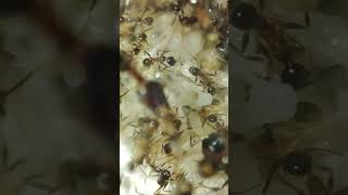 Even more brood! (pheidole noda) #edsants #weloveants #antsinvasion #pheidole #noda