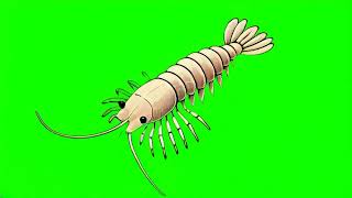 green amphipod