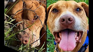 Abandoned, Attacked Pitty Gets His Second Chance!