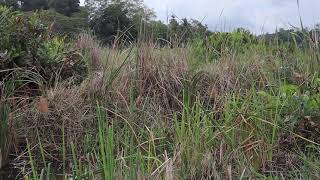 Baya WEAVER BIRD making Nest  | #2021