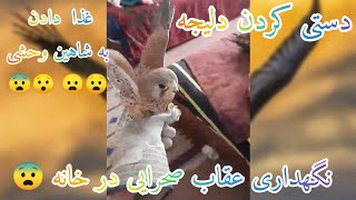 نگهداری از عقاب در خانه 😧غذا دادن به شاهین و دستی کردن دلیجه 😯🔱