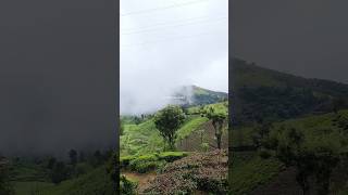 glenmorgen tea estate and misty clouds moving on #ooty #nilgiris #nature  #trending #youtubeshorts