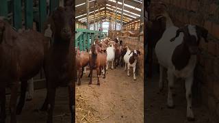 Boer and Red Kalahari goats #farmlife #farm #boergoats #southafrica #goat