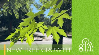 New Tree Growth - It's Time to Prune