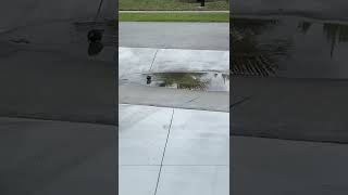 BIRDS ENJOYING BATHING IN A PUDDLE OF WATER 💦 🦅