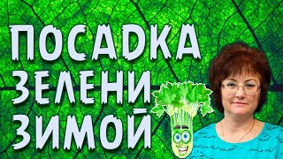 ПОСАДКА ЗЕЛЕНИ ЗИМОЙ.