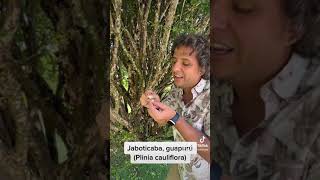 Jaboticaba, yvapurú (Plinia cauliflora)