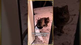 Three kittens came on a snowy day  #cat #pets #kittens #rescueanimals #rescuecats