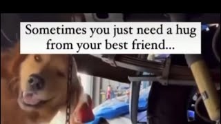 The cutest pups and their sweet antics 🥹       #dog #foryou #funny #viral #comedy #funnyvideo #cute