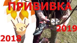 Прививка в расщеп. Результат прививки 2018-2019 ГОД.