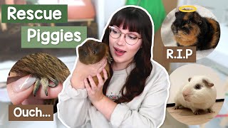 I rescued 3 Guinea pigs... one didn't make it