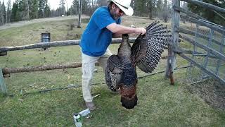 TURKEY HUNT!  SPRING GOBBLER HUNT!  WESTERN MONTANA!  STRUTTIN' GOBBLERS!