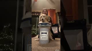 Little drummer dog! #drums #drummer #dog #goldenretriever #comedy #music #dogsofyoutube #shorts