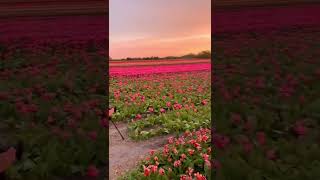 behind-the-scenes footage of photographers capturing the beauty of tulip📍 Nordwjkerhout, Netherlands