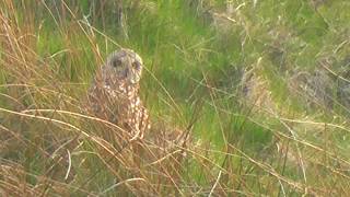 Short Eared Owl Feeding for 8 minutes 1