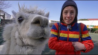 nagano, japan. what we did for our anniversary! (it's alpacas) (in japan!)