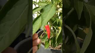 Pepper Plant Growing In Pot From Seeds - Home Gardening Lovers