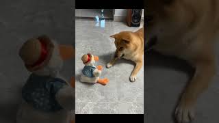 Funniest reaction of the puppy