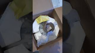 Bajaj EDGE DECO 12000mm fan unboxing 2020