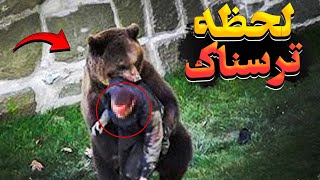 ❌لحظات آخر زندگی فیلمبردار ژاپنی ای که توسط خرس جلوی همه خورده شد❌