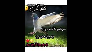 زاهدان کبوتر #pigeon #pigeons #کبوتر