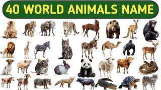 40world animals name in Hindi and English with picture।जानवरों के नाम?