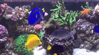 300 gallon mixed reef tank new addition the Achilles 2-27-15