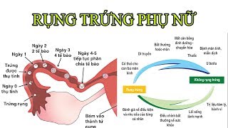 Rụng trứng là dấu hiệu khỏe mạnh ở phụ nữ có thật không ?